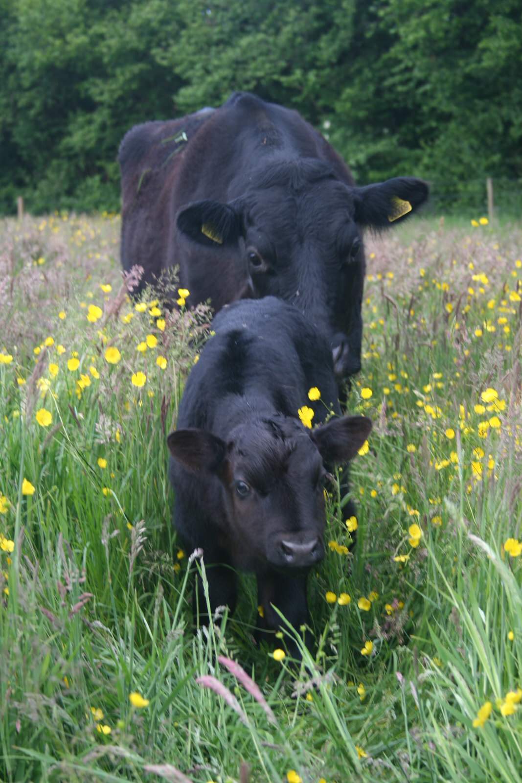 Dexter cow and calf