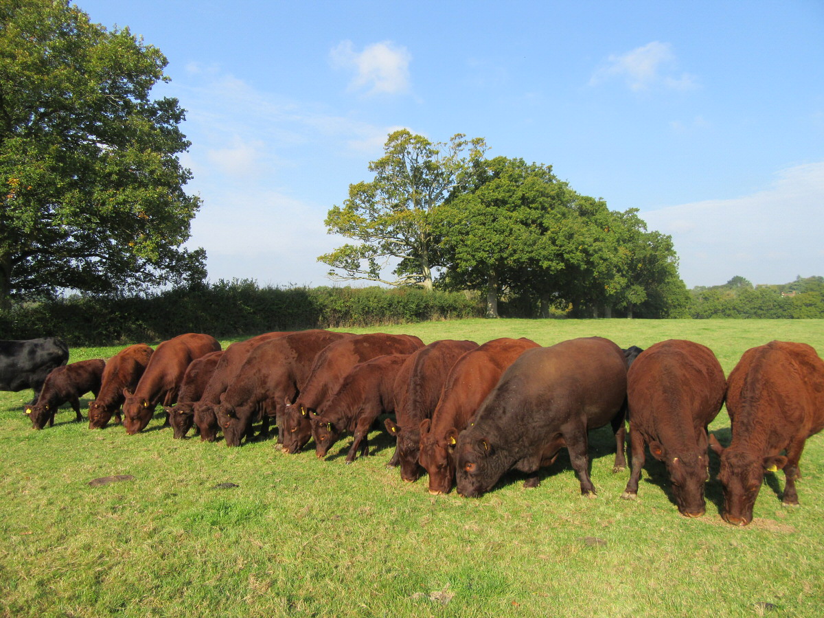 Our Sussex herd