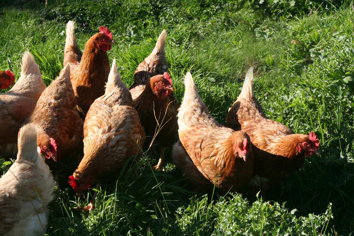 Our laying hens