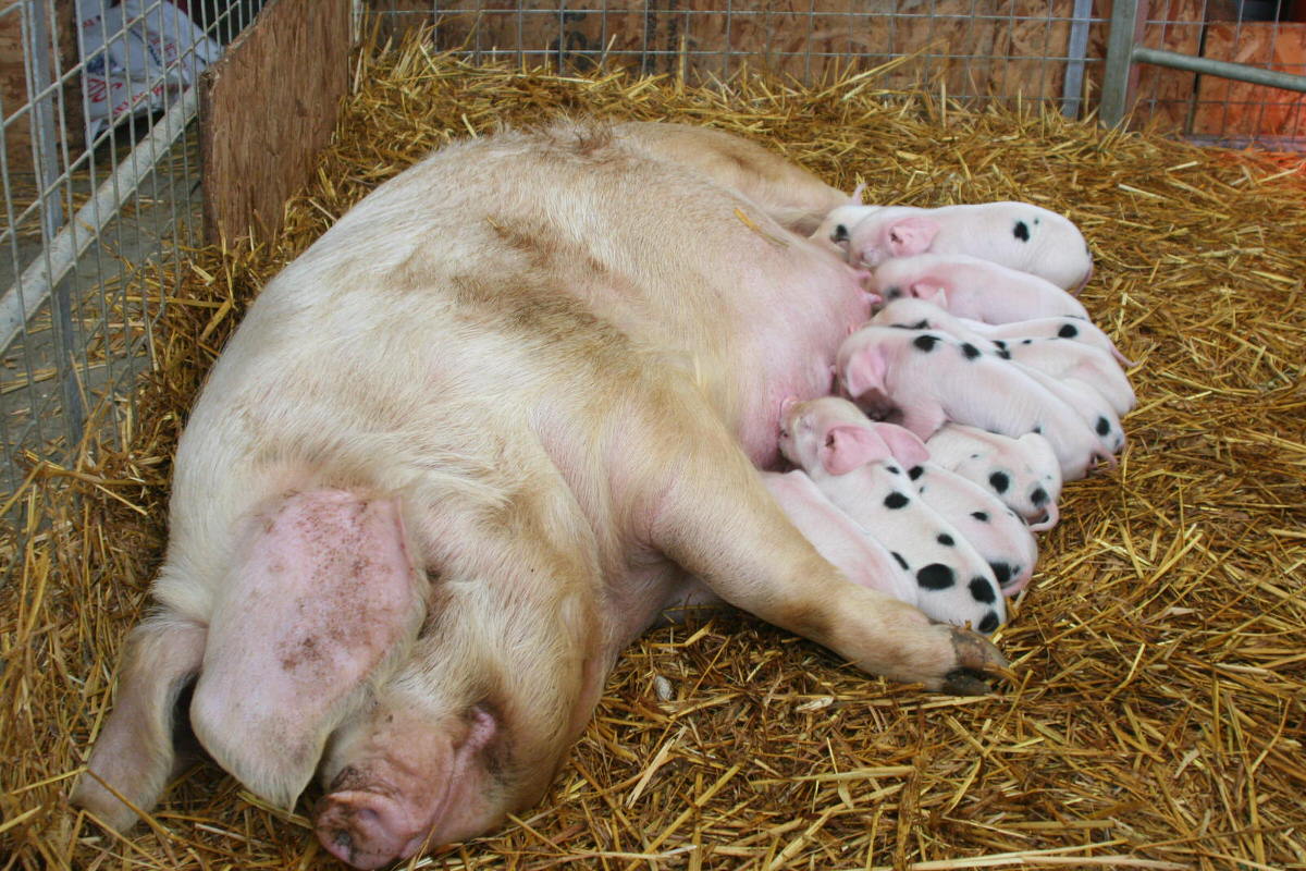Sow with her litter