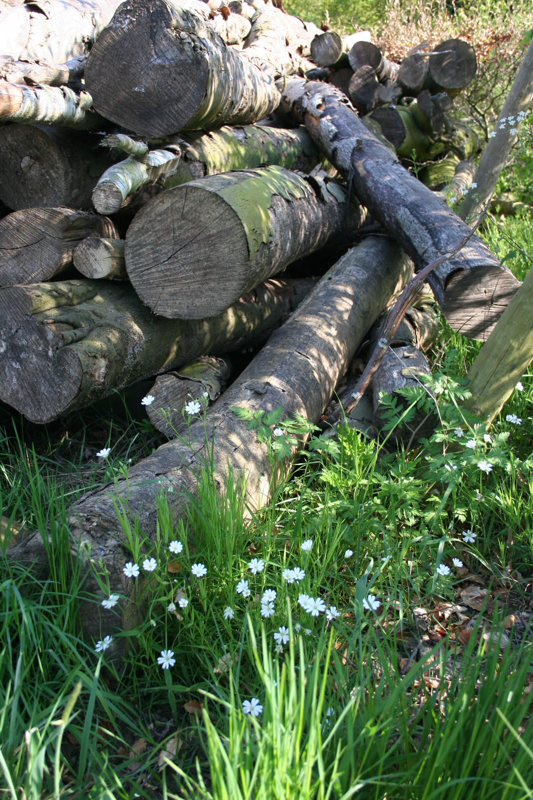 Sustainable logs